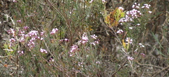 Boronia denticulata