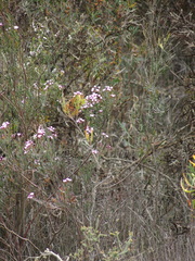 Boronia denticulata