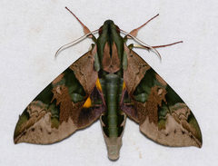 Eumorpha capronnieri