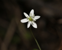 Meconella denticulata