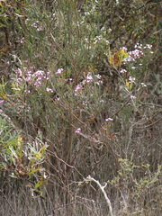 Boronia denticulata