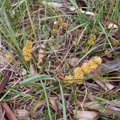 Lomandra multiflora multiflora