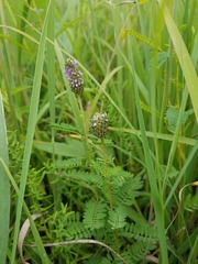 Dalea foliosa