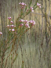 Boronia denticulata