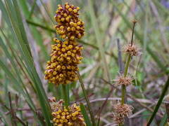 Lomandra multiflora multiflora