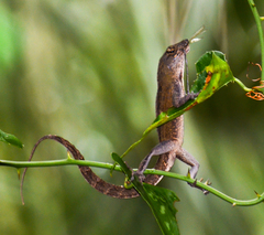 Brown Anole photo 5