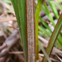 Lomandra multiflora multiflora
