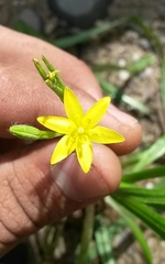Hypoxis humilis