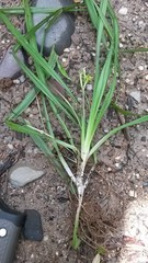Hypoxis humilis