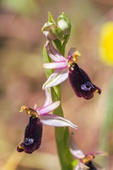 Ophrys bertolonii bertolonii