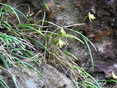 Dendrobium striolatum