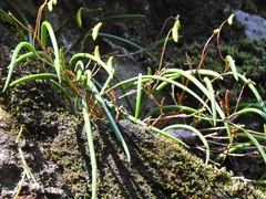 Dendrobium striolatum