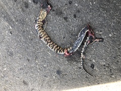 Hemachatus haemachatus