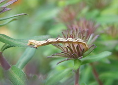 Eupithecia virgaureata