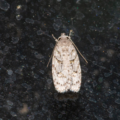 Agriophara horridula