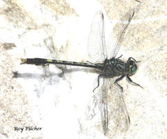 Arigomphus villosipes