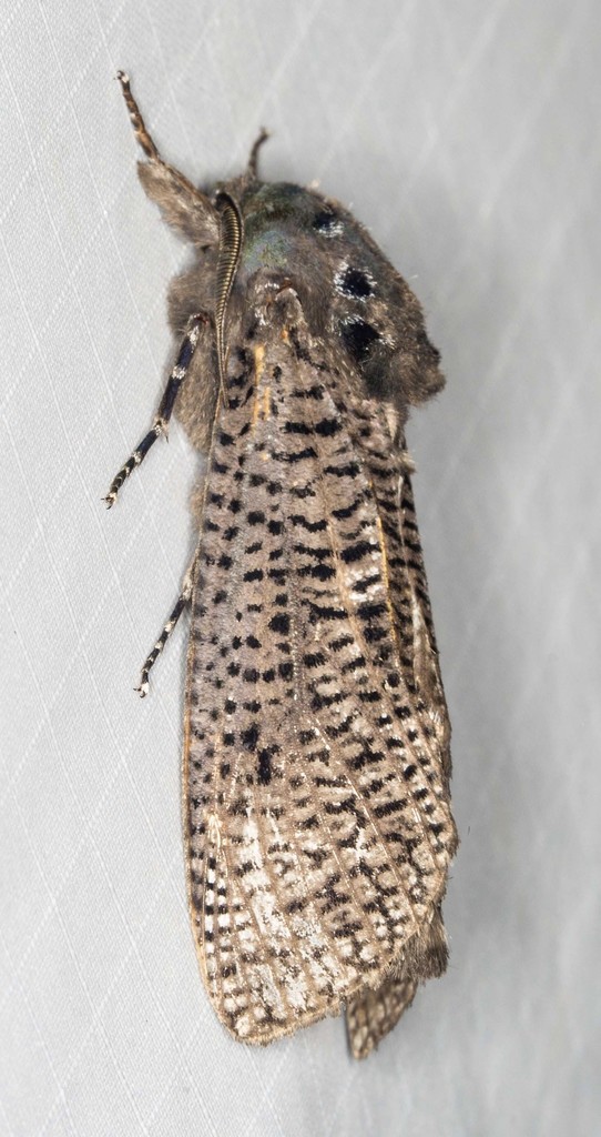 Endoxyla dictyoschema