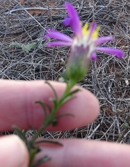 Olearia magniflora