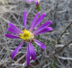 Olearia magniflora