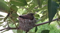 Saucerottia beryllina