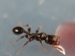 Podomyrma elongata