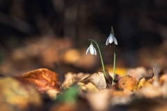 Galanthus reginae-olgae