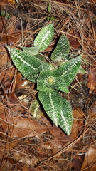 Goodyera