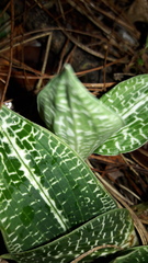 Goodyera