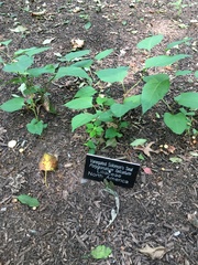 Reynoutria japonica