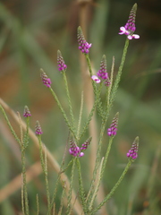 Comesperma confertum