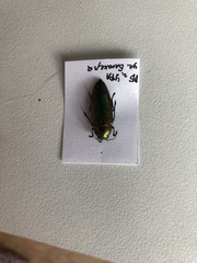 Eurythyrea aurata