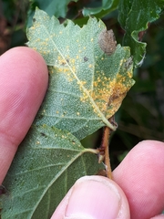 Melampsoridium betulinum