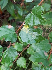 Melampsoridium betulinum