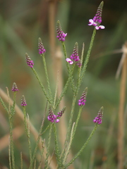 Comesperma confertum
