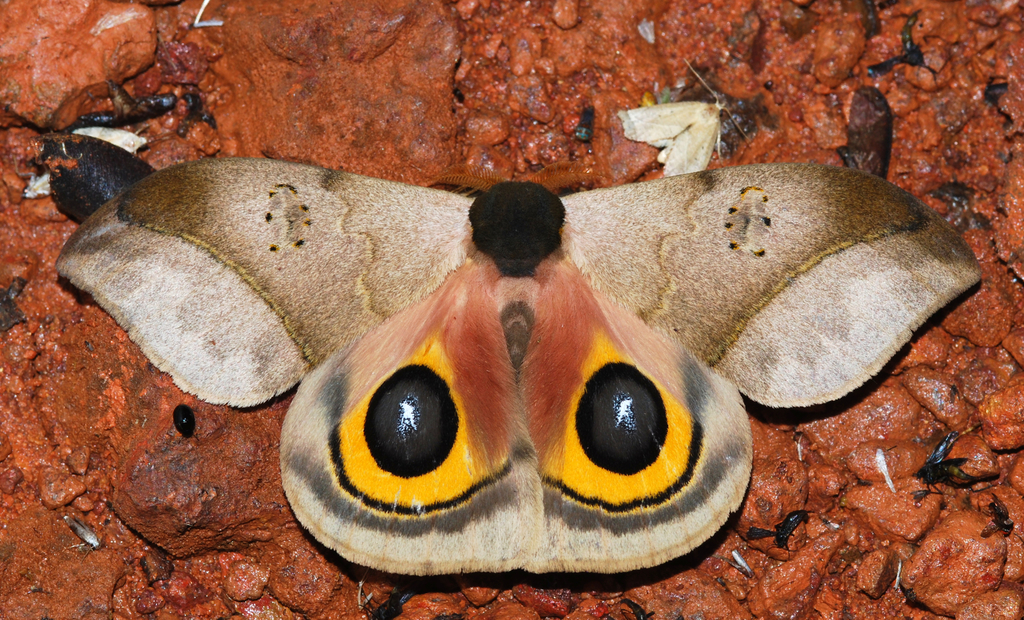 Automeris orestes