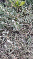 Atriplex tatarica