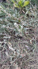 Atriplex tatarica