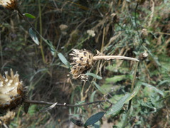Centaurea arrigonii