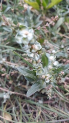 Atriplex tatarica
