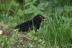 Turdus merula