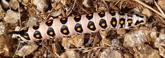 Hyles nicaea