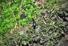 Philonthus caeruleipennis