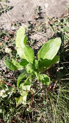 Calendula officinalis