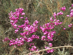 Gompholobium scabrum