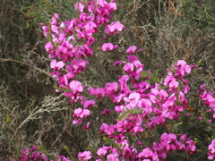 Gompholobium scabrum