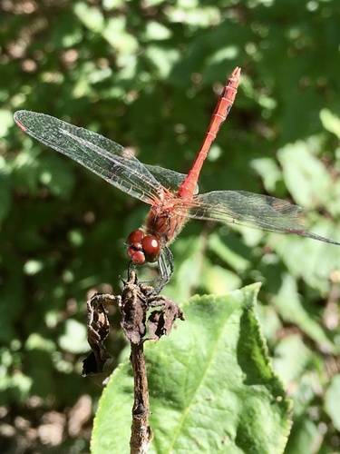 Ruddy Darter photo 4