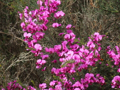 Gompholobium scabrum