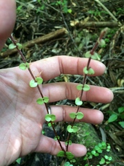 Metrosideros perforata