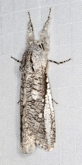 Endoxyla secta
