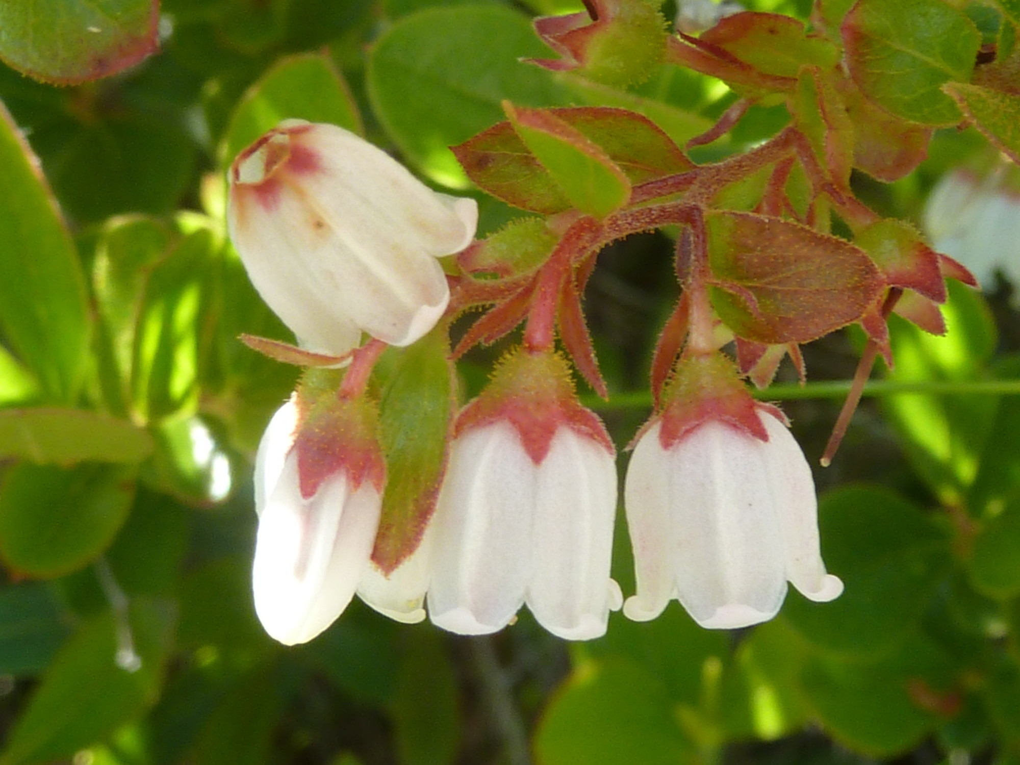 Gaylussacia bigeloviana